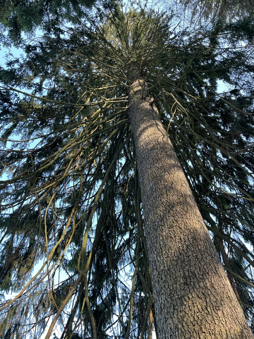 Baum