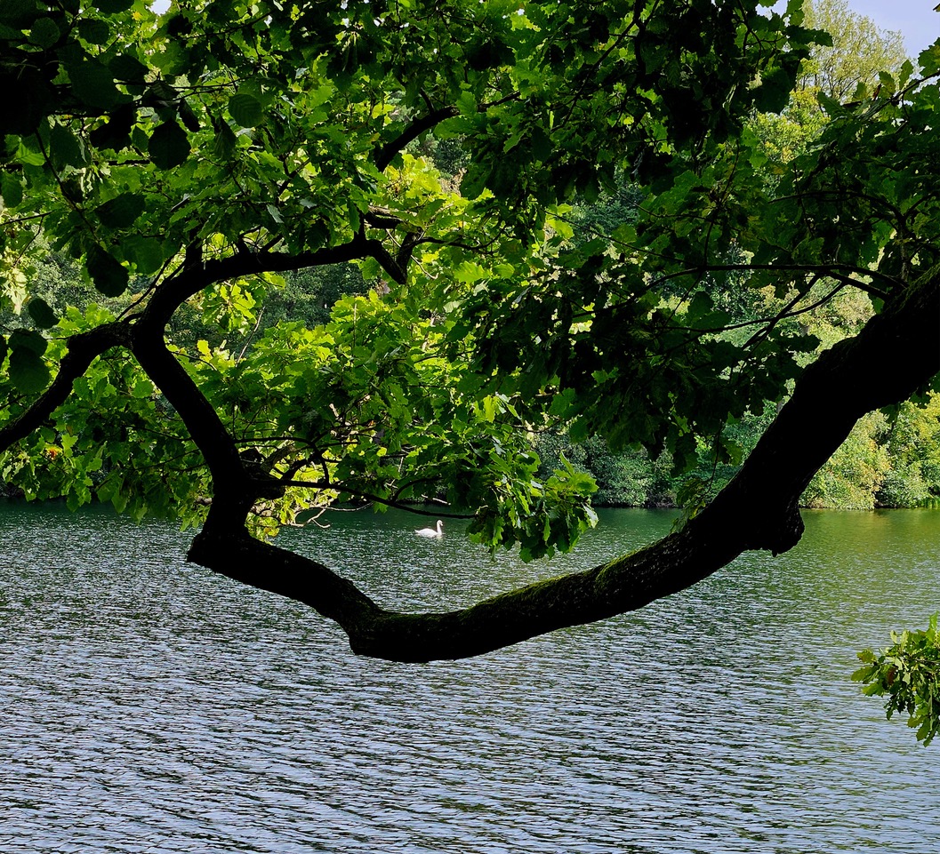 Schwan