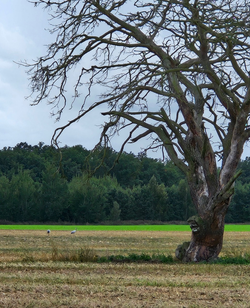 Baum